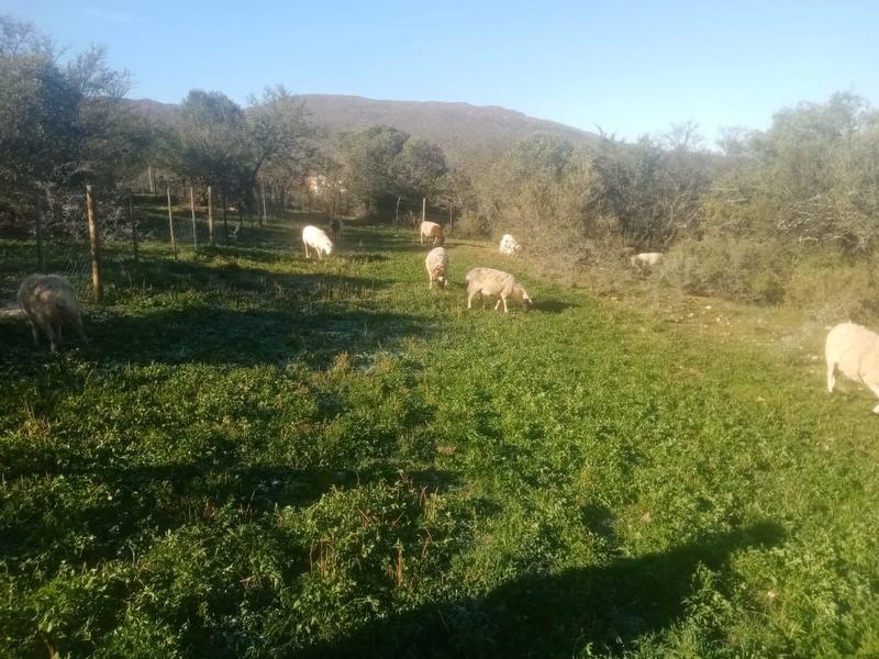 3 Bedroom Property for Sale in Oudtshoorn Rural Western Cape